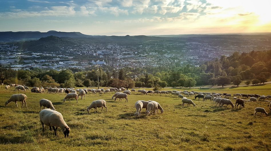 Schafe grasen auf einer Wiese, im Hintergrund die Stadt Reutlingen.